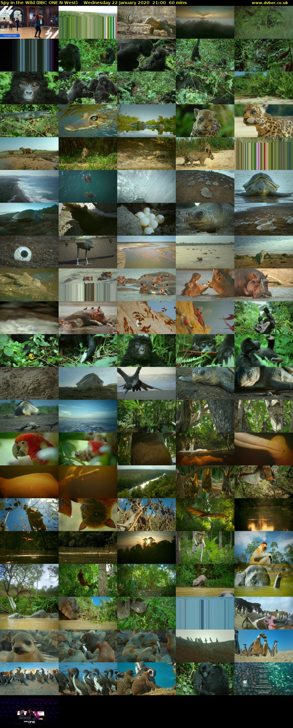 Spy in the Wild (BBC ONE N West) Wednesday 22 January 2020 21:00 - 22:00