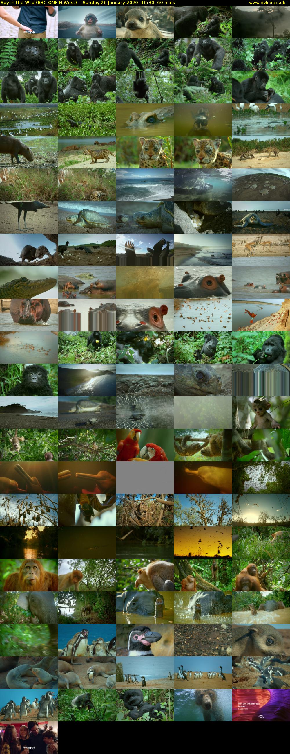 Spy in the Wild (BBC ONE N West) Sunday 26 January 2020 10:30 - 11:30