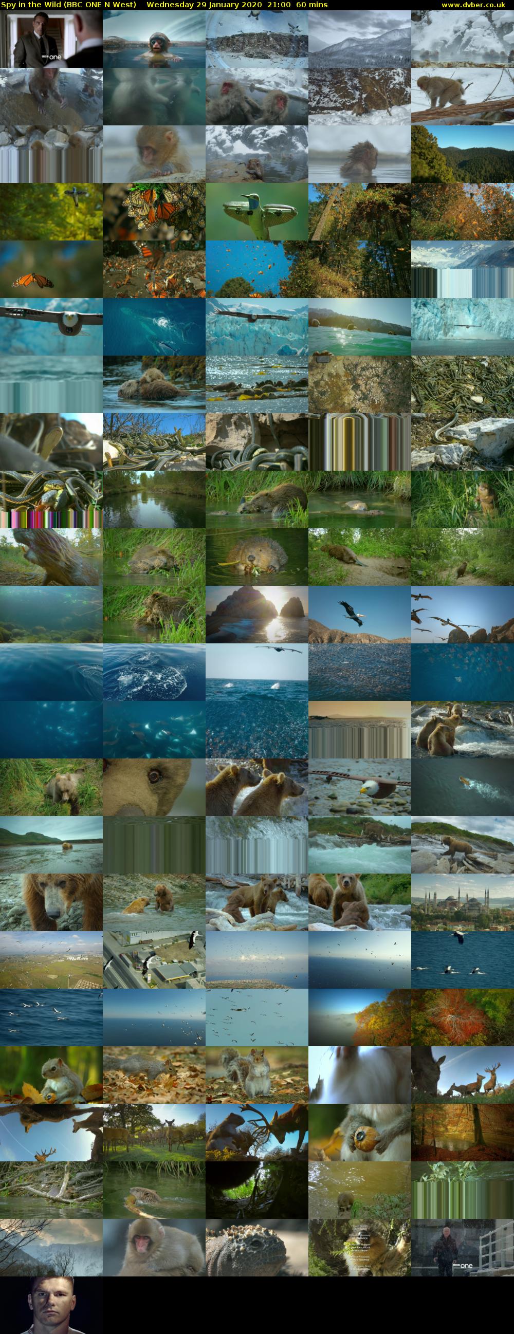 Spy in the Wild (BBC ONE N West) Wednesday 29 January 2020 21:00 - 22:00