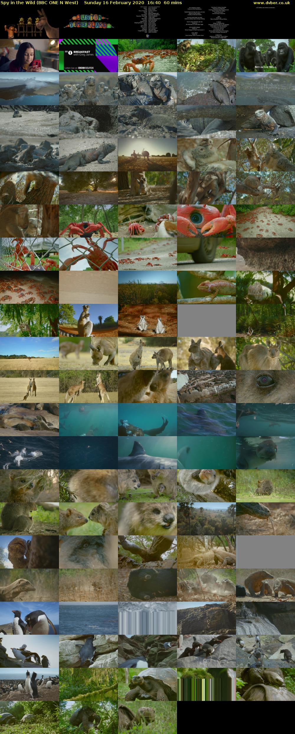 Spy in the Wild (BBC ONE N West) Sunday 16 February 2020 16:40 - 17:40