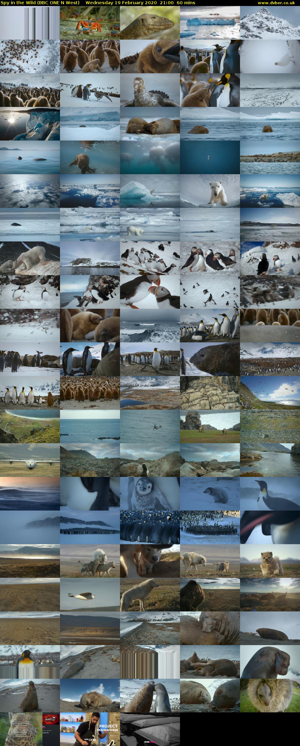 Spy in the Wild (BBC ONE N West) Wednesday 19 February 2020 21:00 - 22:00