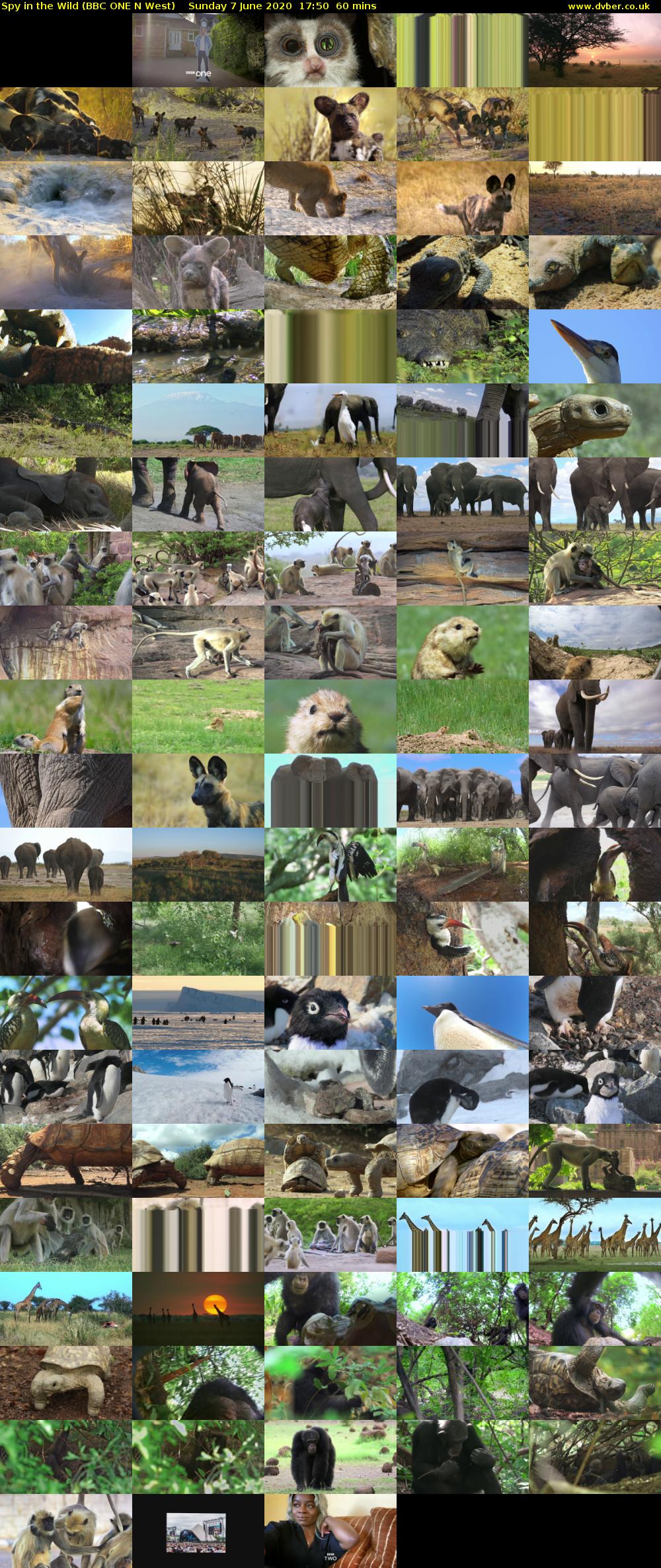Spy in the Wild (BBC ONE N West) Sunday 7 June 2020 17:50 - 18:50