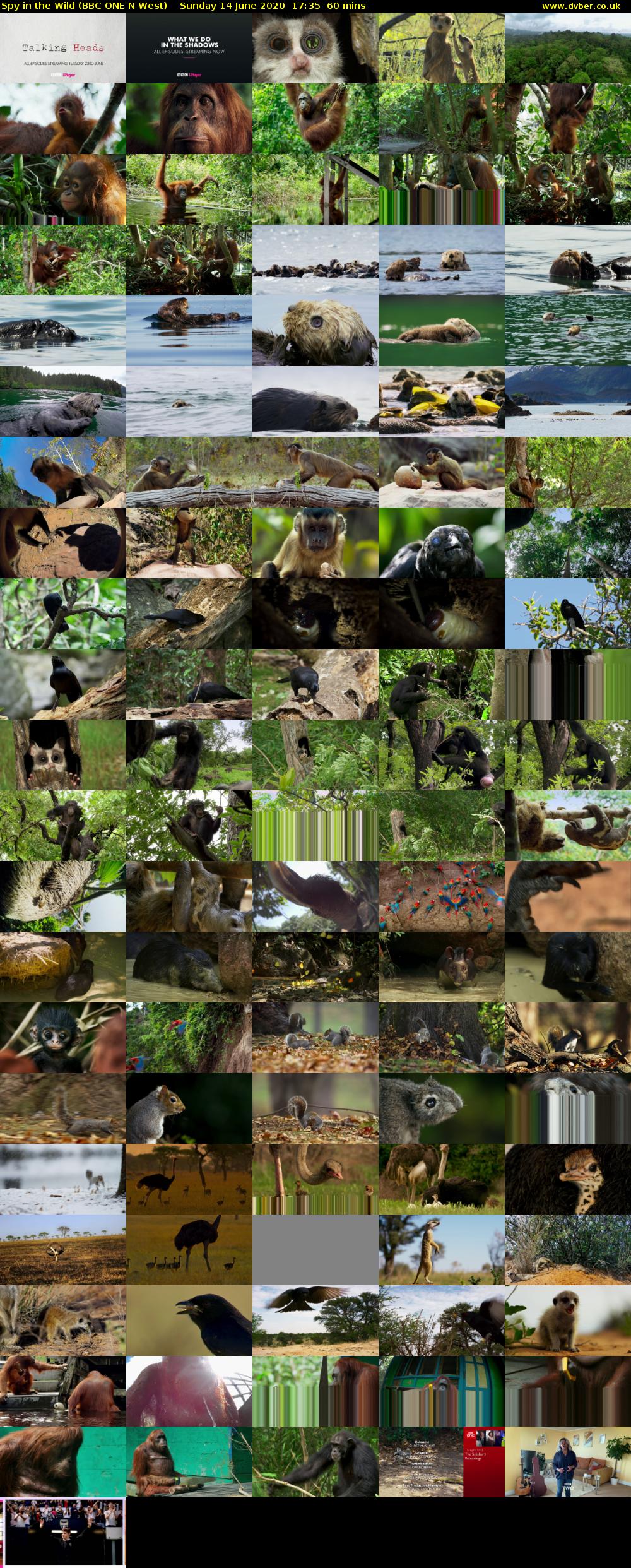 Spy in the Wild (BBC ONE N West) Sunday 14 June 2020 17:35 - 18:35