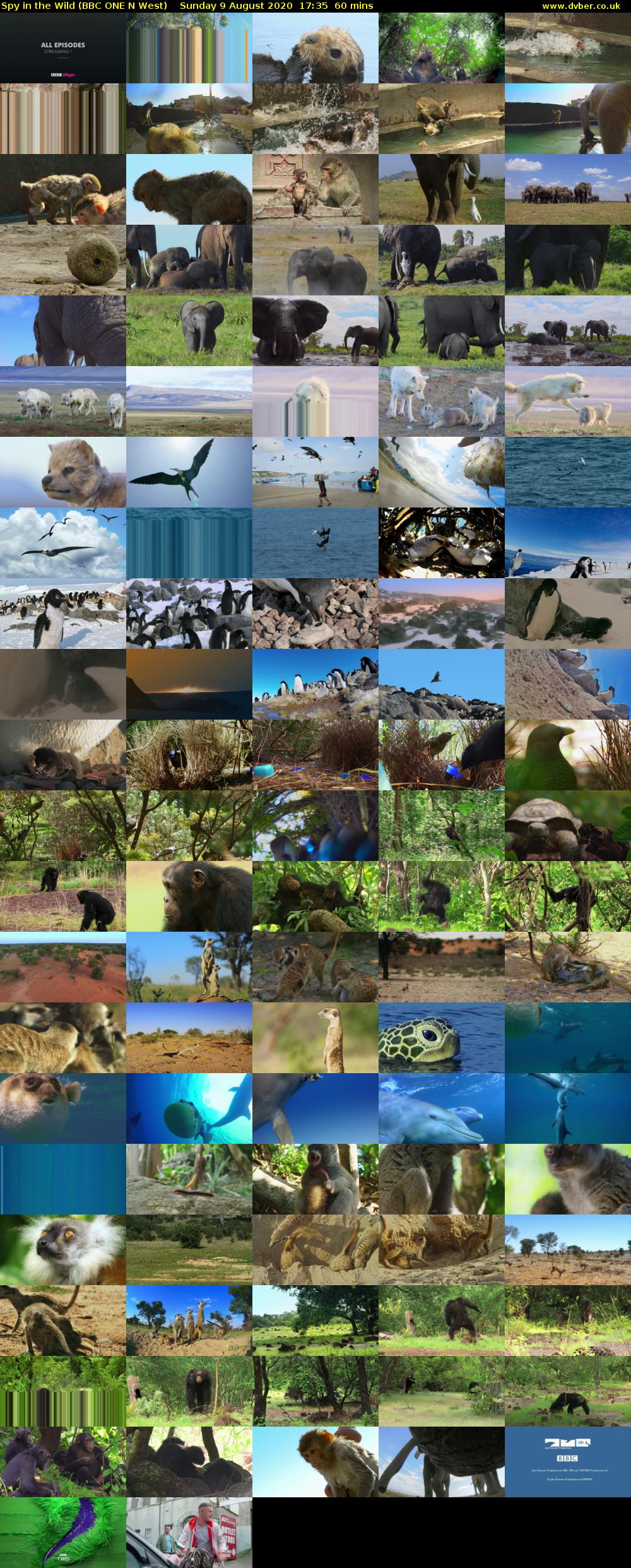 Spy in the Wild (BBC ONE N West) Sunday 9 August 2020 17:35 - 18:35