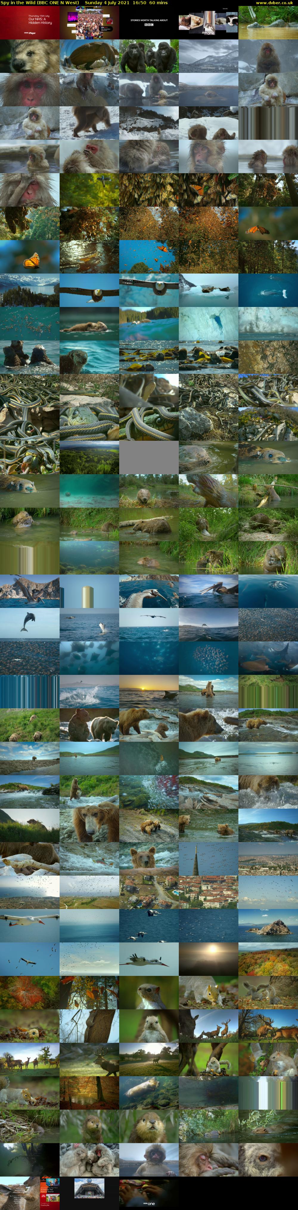 Spy in the Wild (BBC ONE N West) Sunday 4 July 2021 16:50 - 17:50
