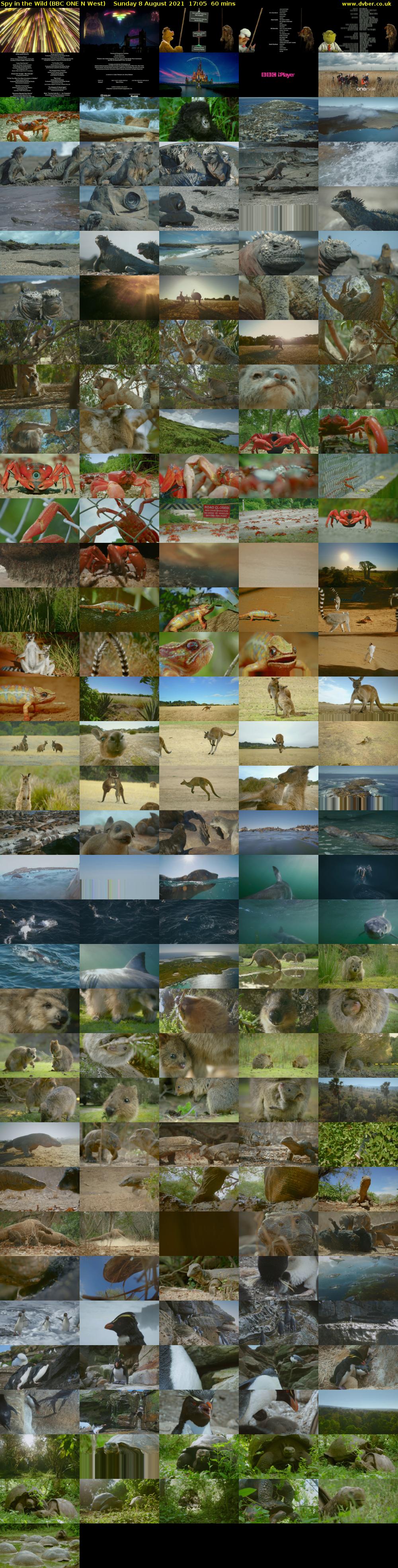 Spy in the Wild (BBC ONE N West) Sunday 8 August 2021 17:05 - 18:05