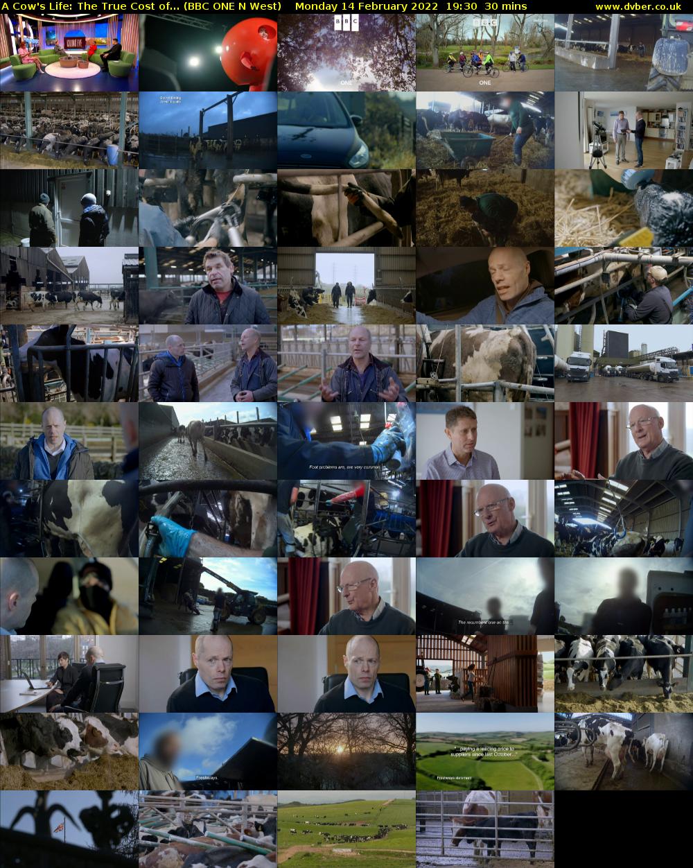 A Cow's Life: The True Cost of... (BBC ONE N West) Monday 14 February 2022 19:30 - 20:00