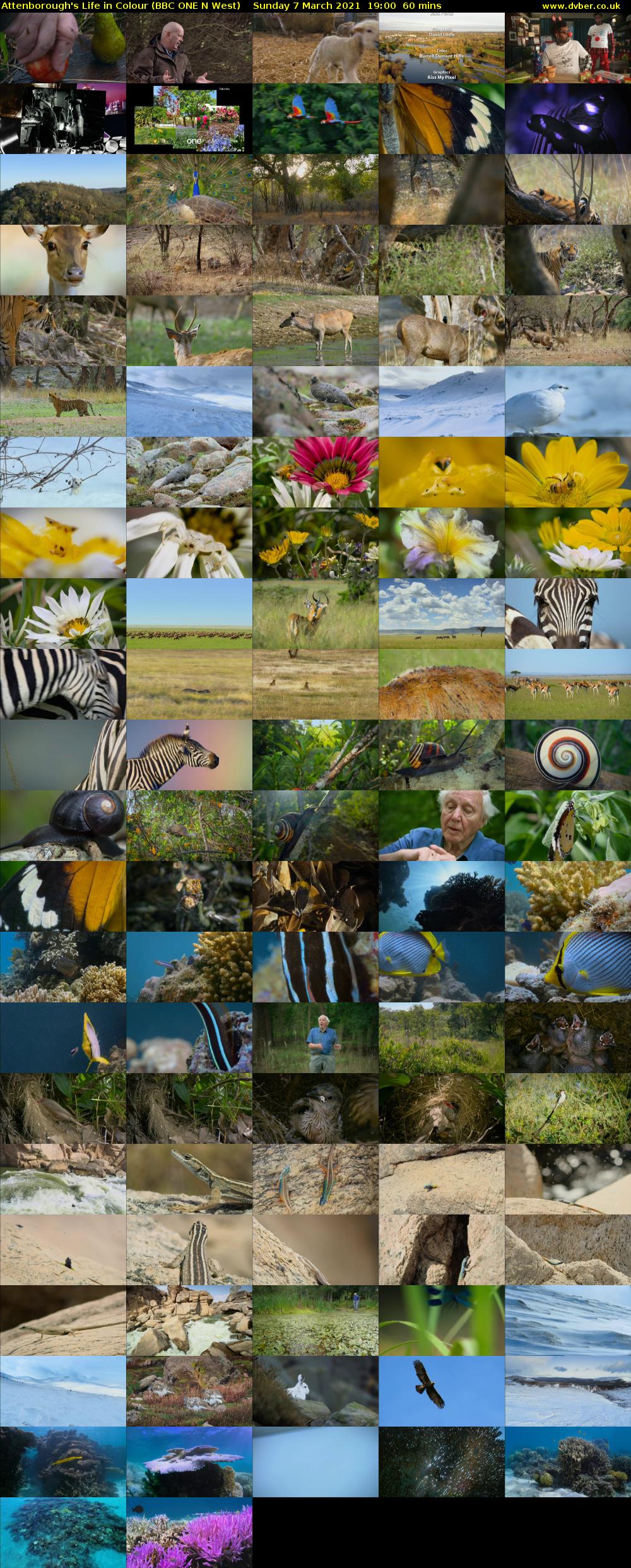 Attenborough's Life in Colour (BBC ONE N West) Sunday 7 March 2021 19:00 - 20:00