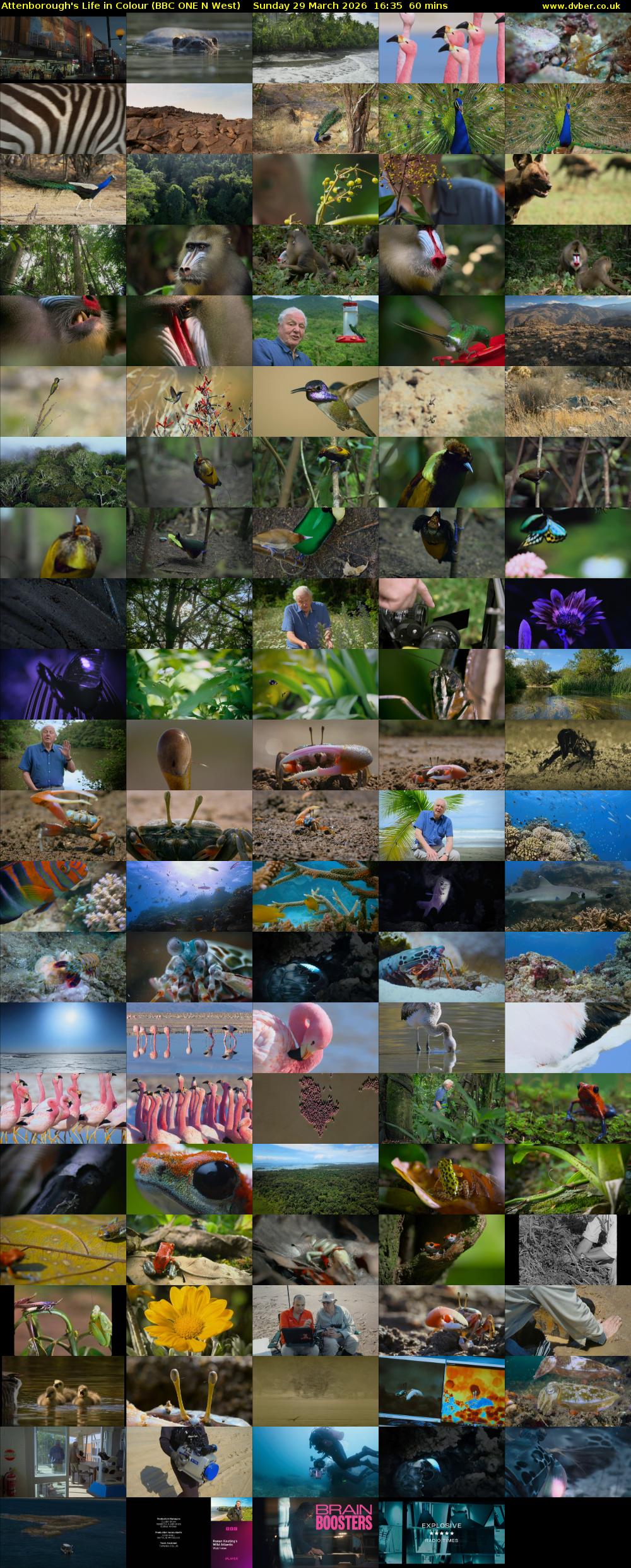 Attenborough's Life in Colour (BBC ONE N West) Sunday 29 March 2026 16:35 - 17:35