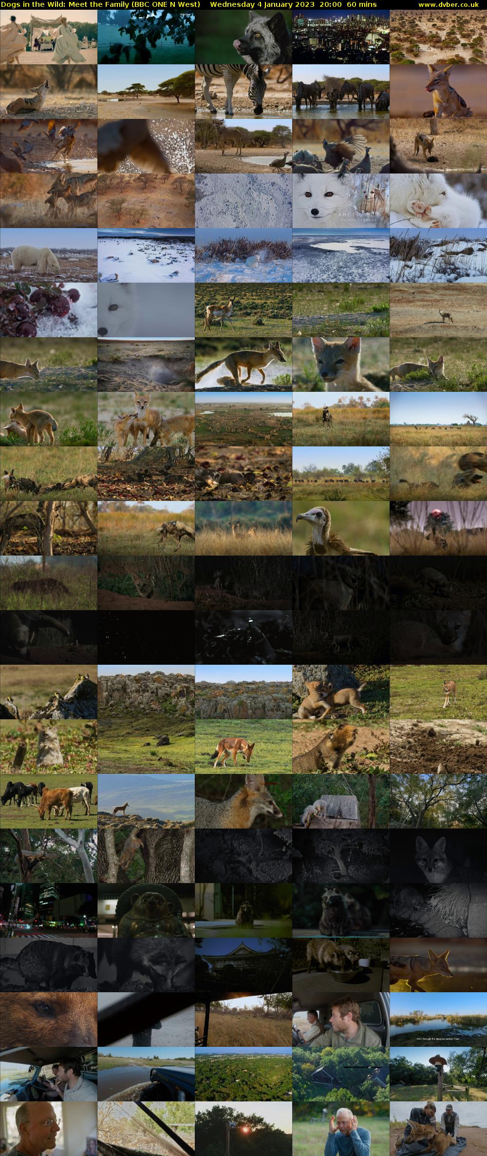 Dogs in the Wild: Meet the Family (BBC ONE N West) Wednesday 4 January 2023 20:00 - 21:00