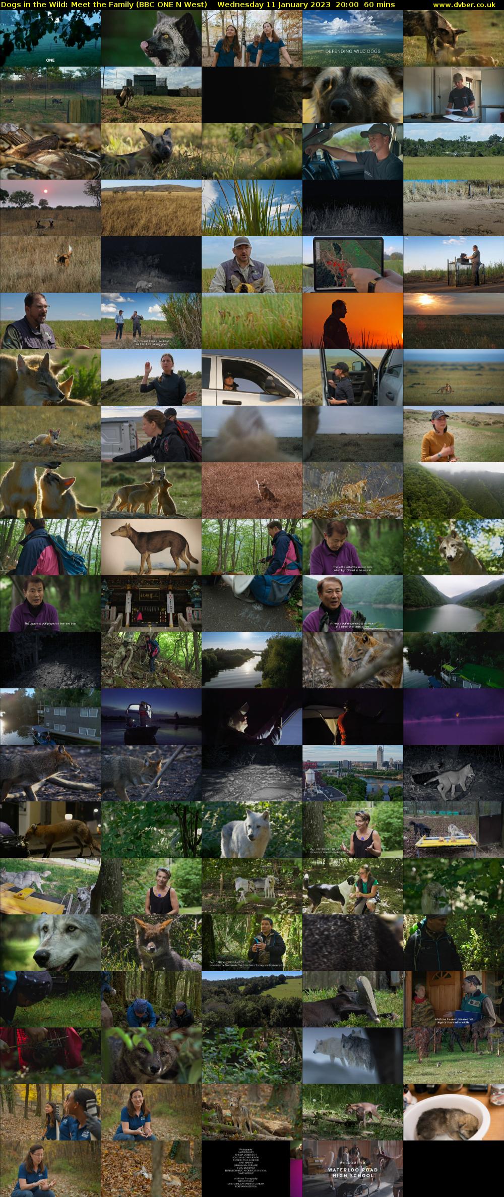 Dogs in the Wild: Meet the Family (BBC ONE N West) Wednesday 11 January 2023 20:00 - 21:00