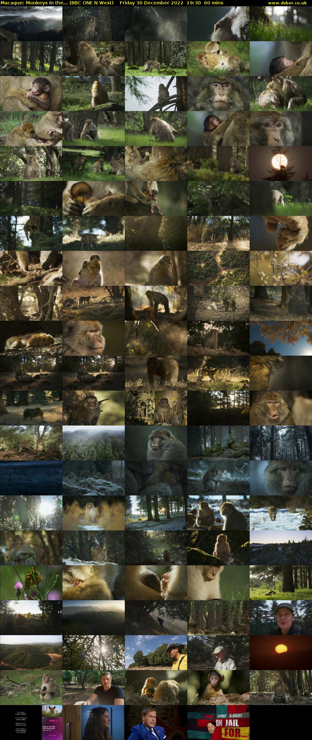 Macaque: Monkeys in the... (BBC ONE N West) Friday 30 December 2022 19:30 - 20:30