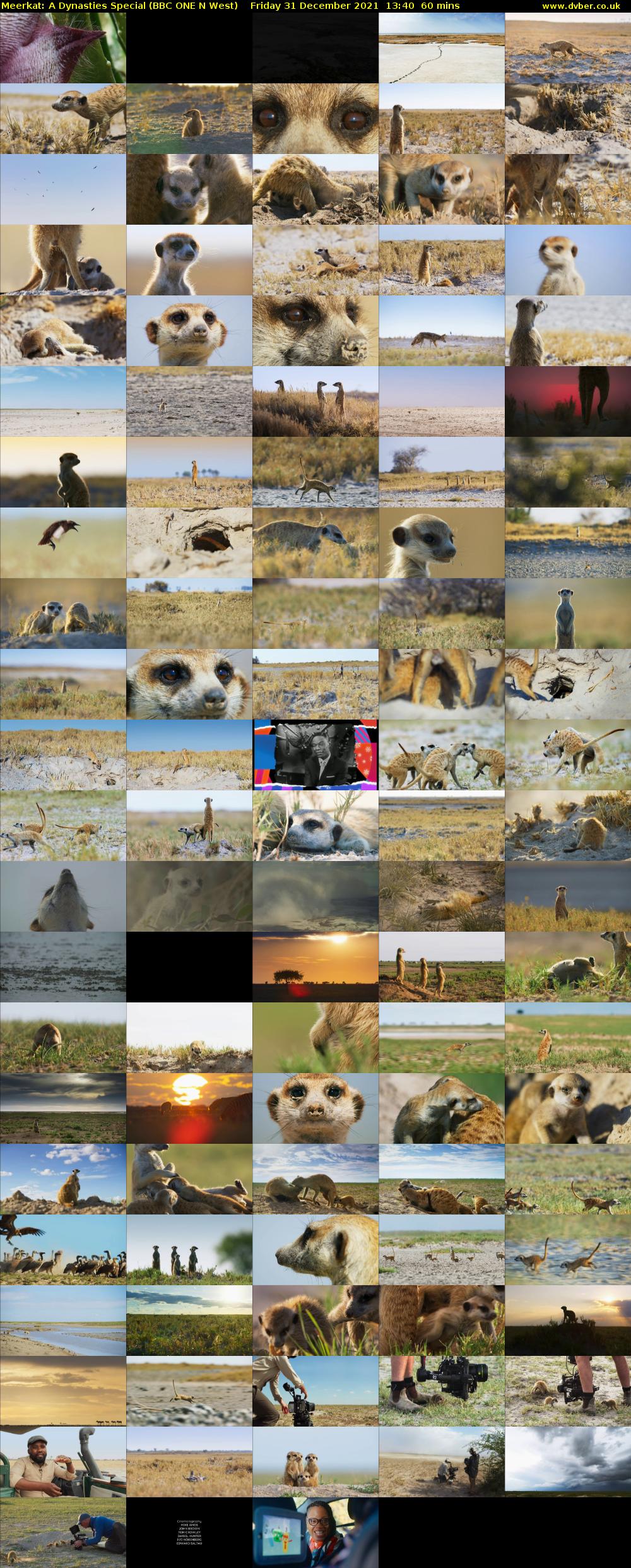 Meerkat: A Dynasties Special (BBC ONE N West) Friday 31 December 2021 13:40 - 14:40