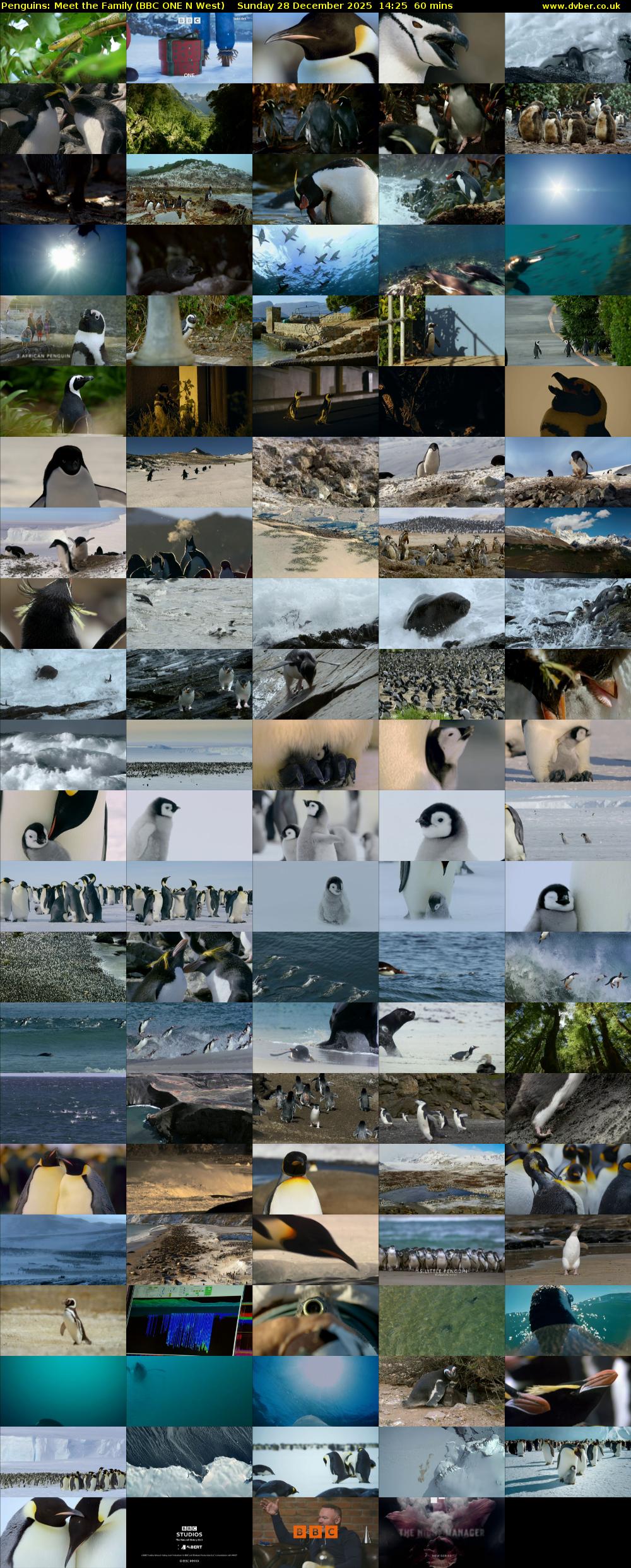 Penguins: Meet the Family (BBC ONE N West) Sunday 28 December 2025 14:25 - 15:25