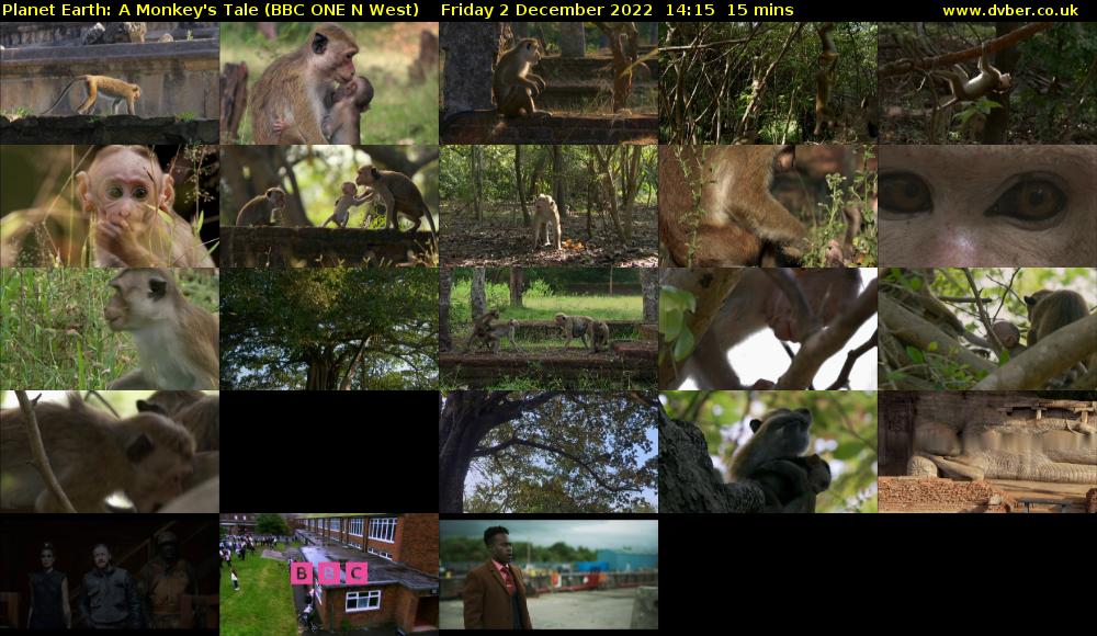 Planet Earth: A Monkey's Tale (BBC ONE N West) Friday 2 December 2022 14:15 - 14:30
