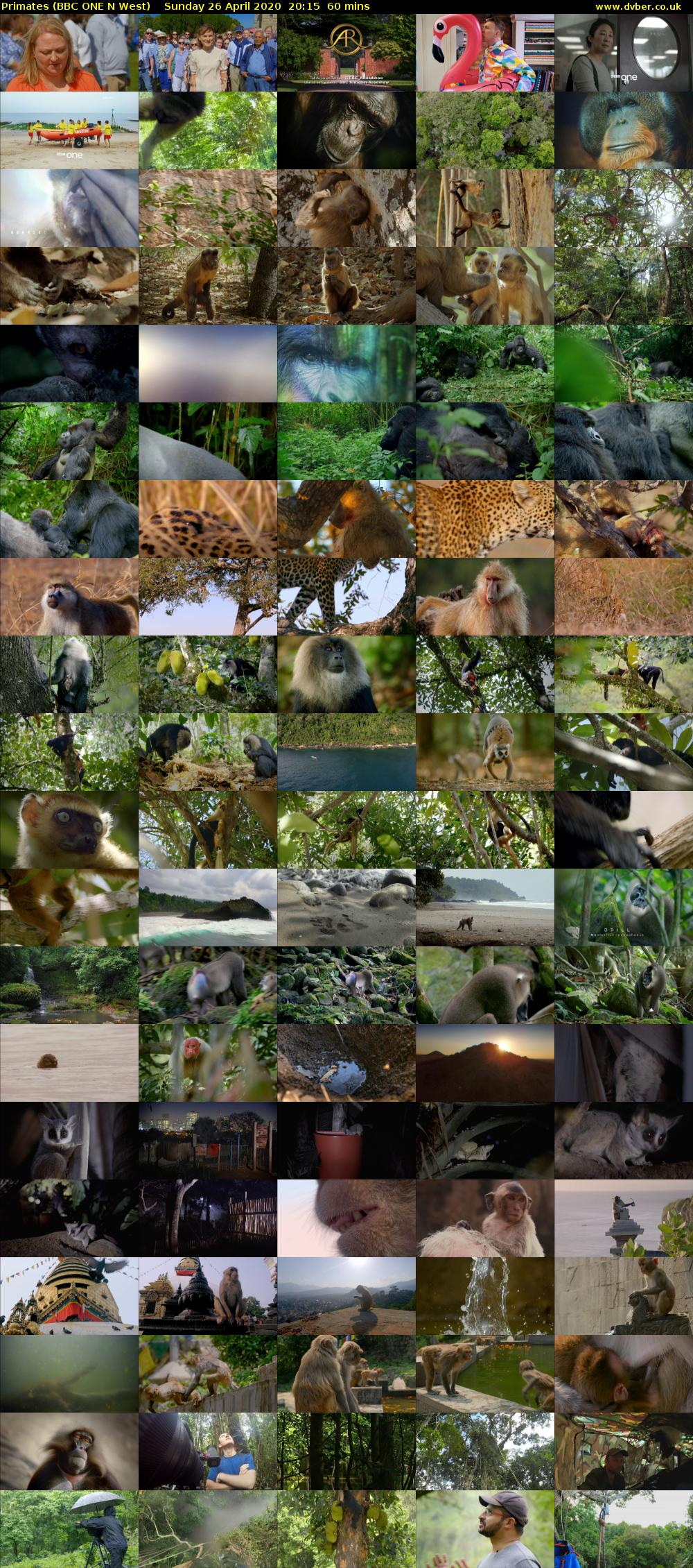 Primates (BBC ONE N West) Sunday 26 April 2020 20:15 - 21:15
