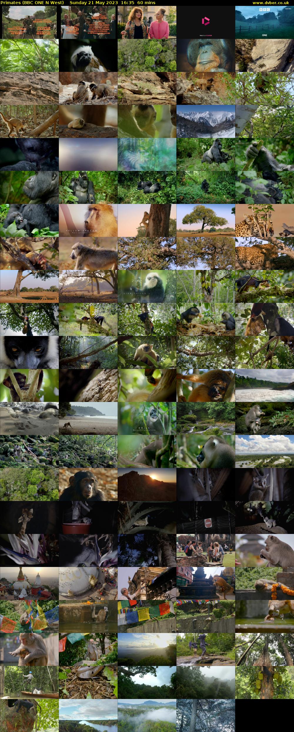 Primates (BBC ONE N West) Sunday 21 May 2023 16:35 - 17:35