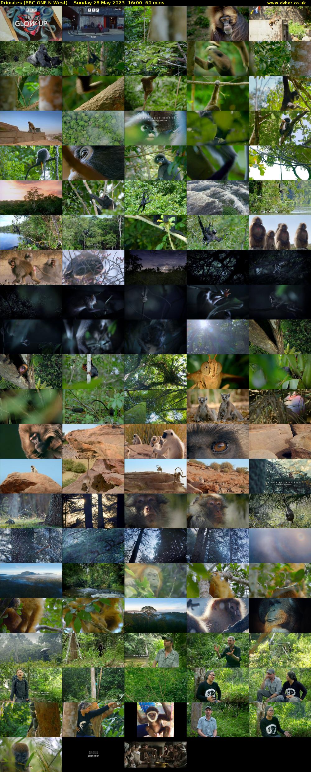 Primates (BBC ONE N West) Sunday 28 May 2023 16:00 - 17:00