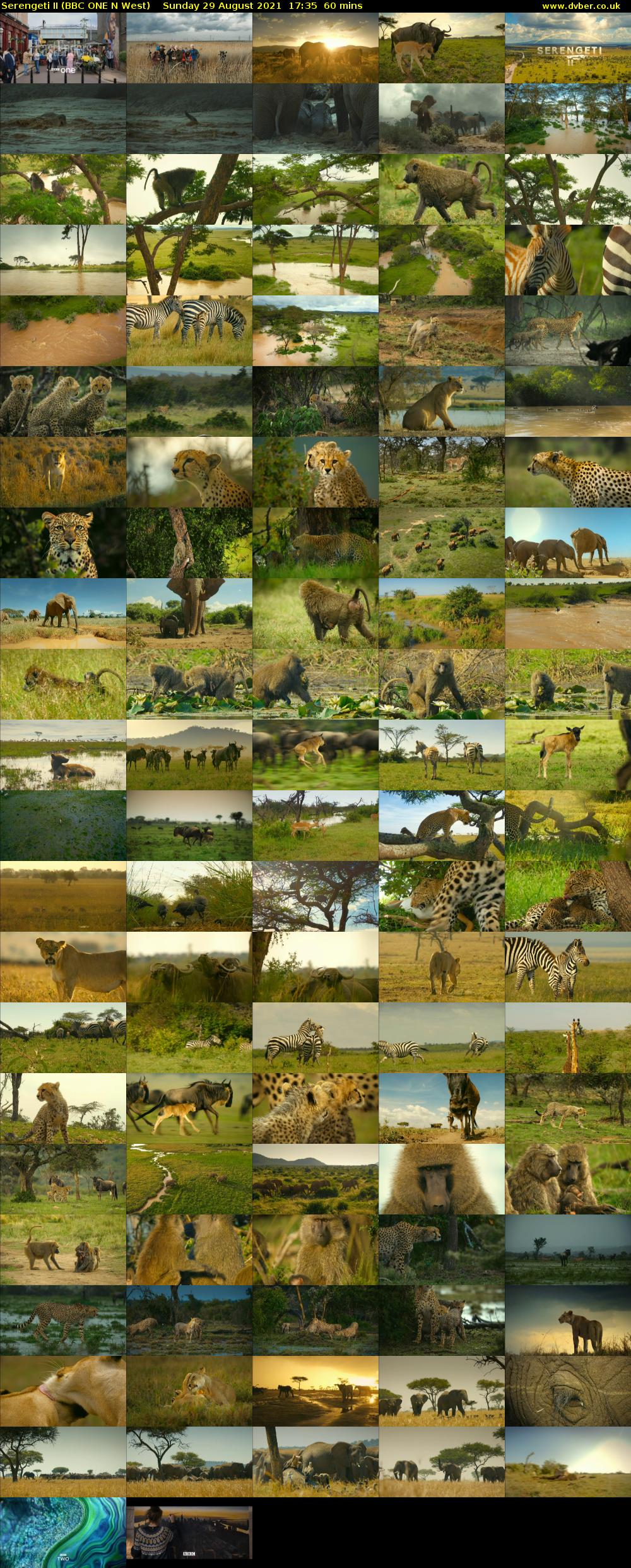 Serengeti II (BBC ONE N West) Sunday 29 August 2021 17:35 - 18:35