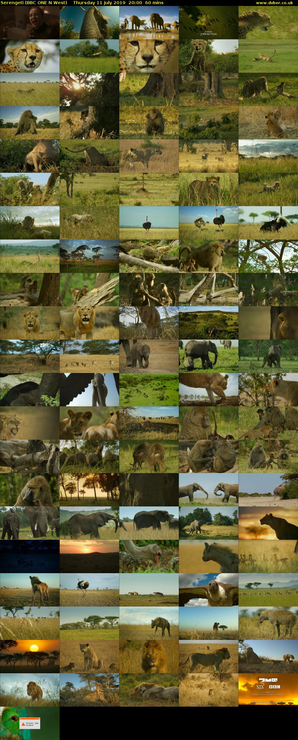 Serengeti (BBC ONE N West) Thursday 11 July 2019 20:00 - 21:00