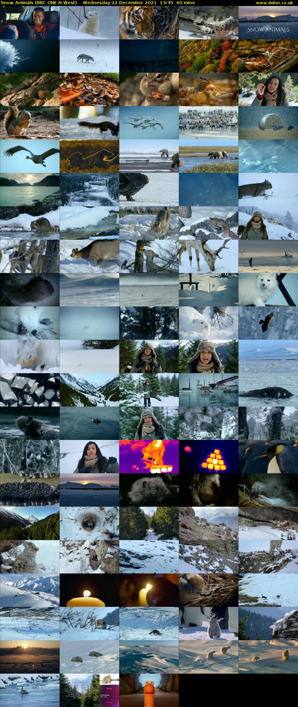 Snow Animals (BBC ONE N West) Wednesday 22 December 2021 13:45 - 14:45