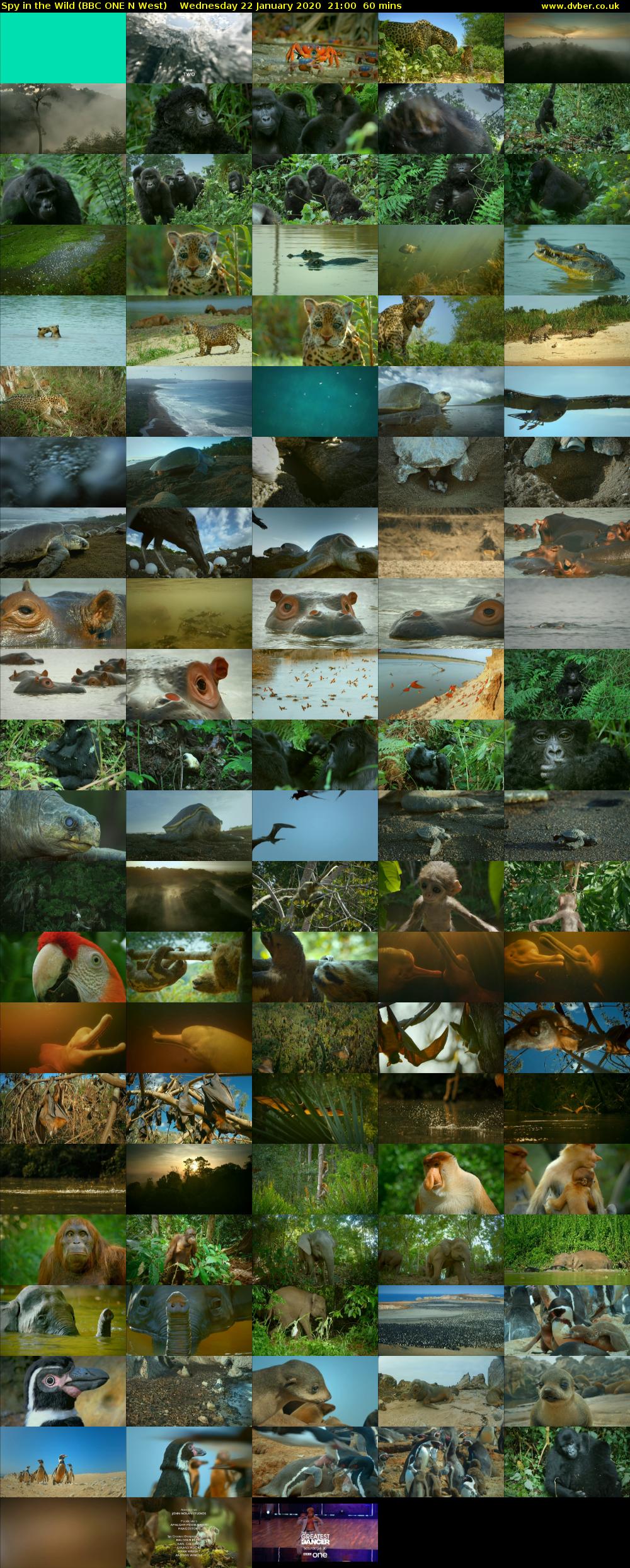 Spy in the Wild (BBC ONE N West) Wednesday 22 January 2020 21:00 - 22:00