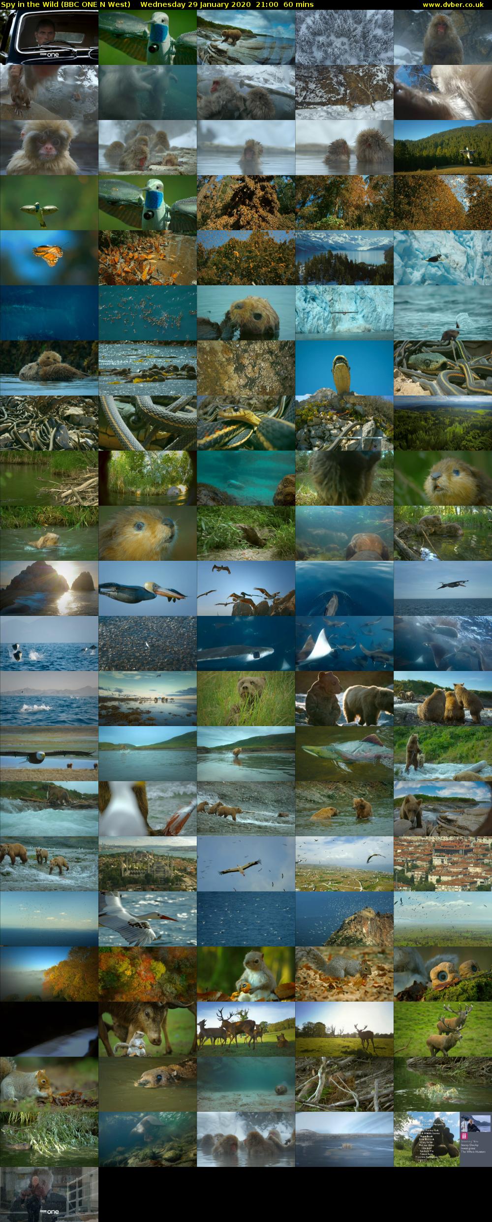 Spy in the Wild (BBC ONE N West) Wednesday 29 January 2020 21:00 - 22:00