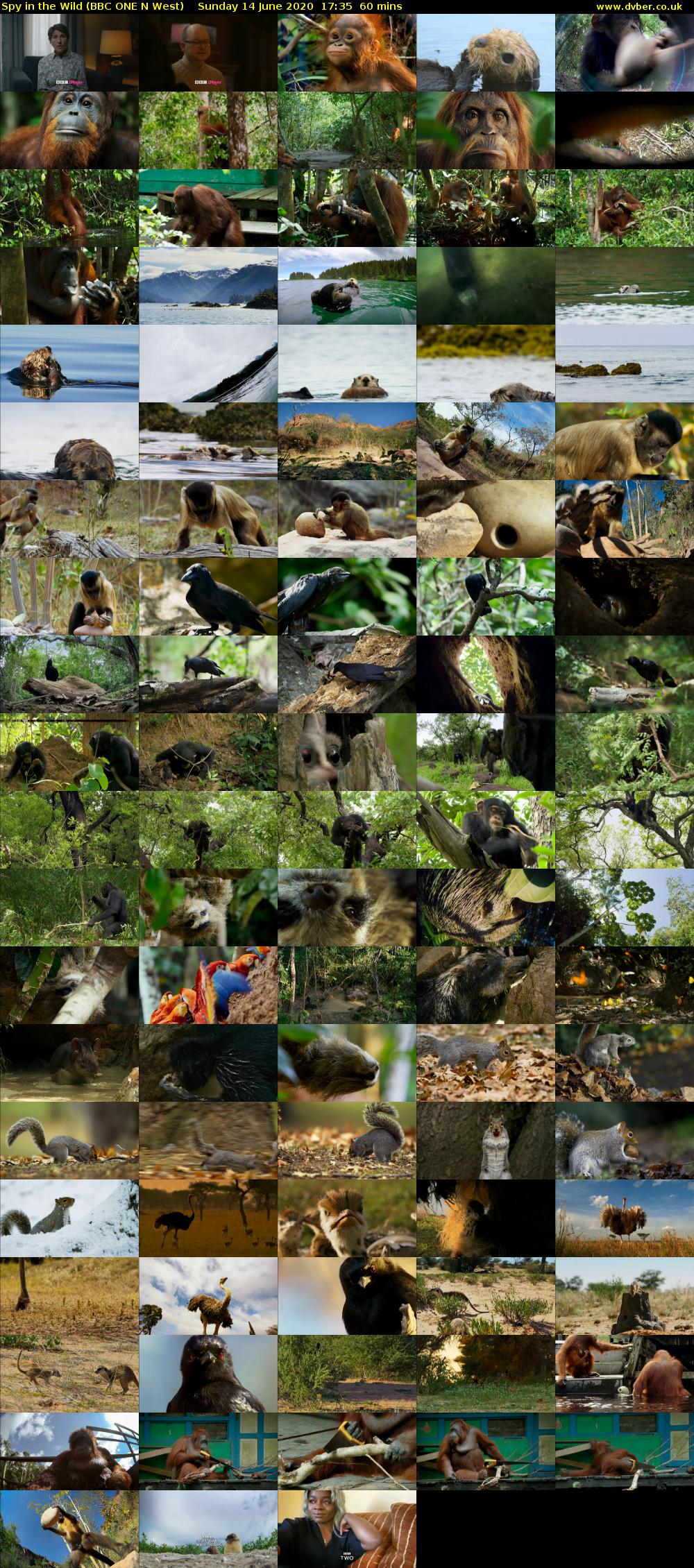 Spy in the Wild (BBC ONE N West) Sunday 14 June 2020 17:35 - 18:35
