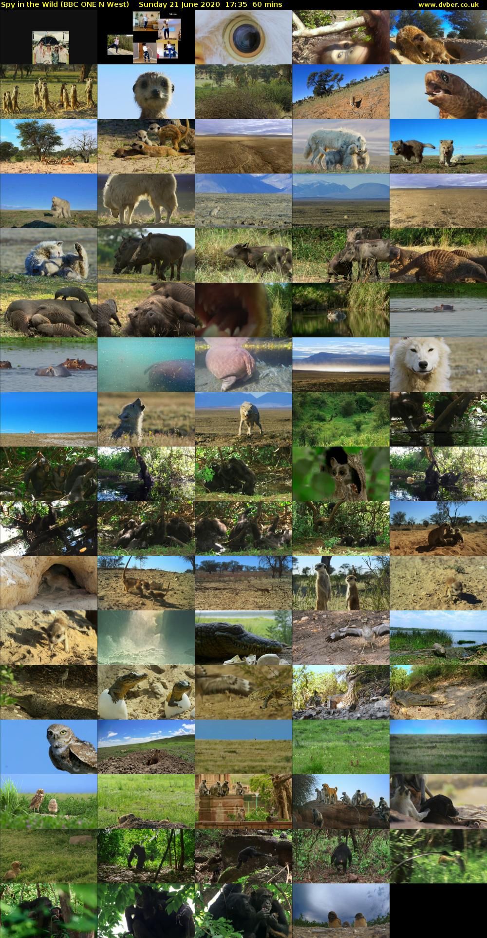 Spy in the Wild (BBC ONE N West) Sunday 21 June 2020 17:35 - 18:35