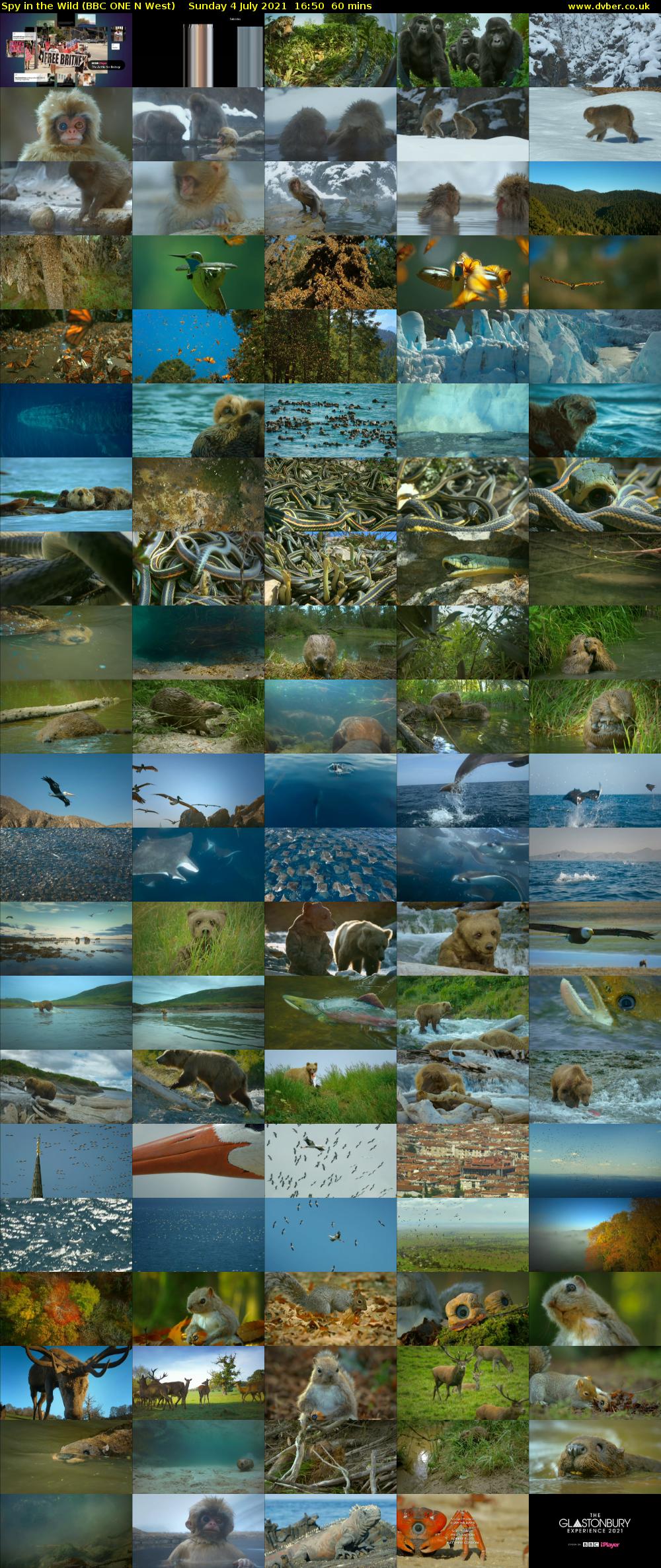 Spy in the Wild (BBC ONE N West) Sunday 4 July 2021 16:50 - 17:50