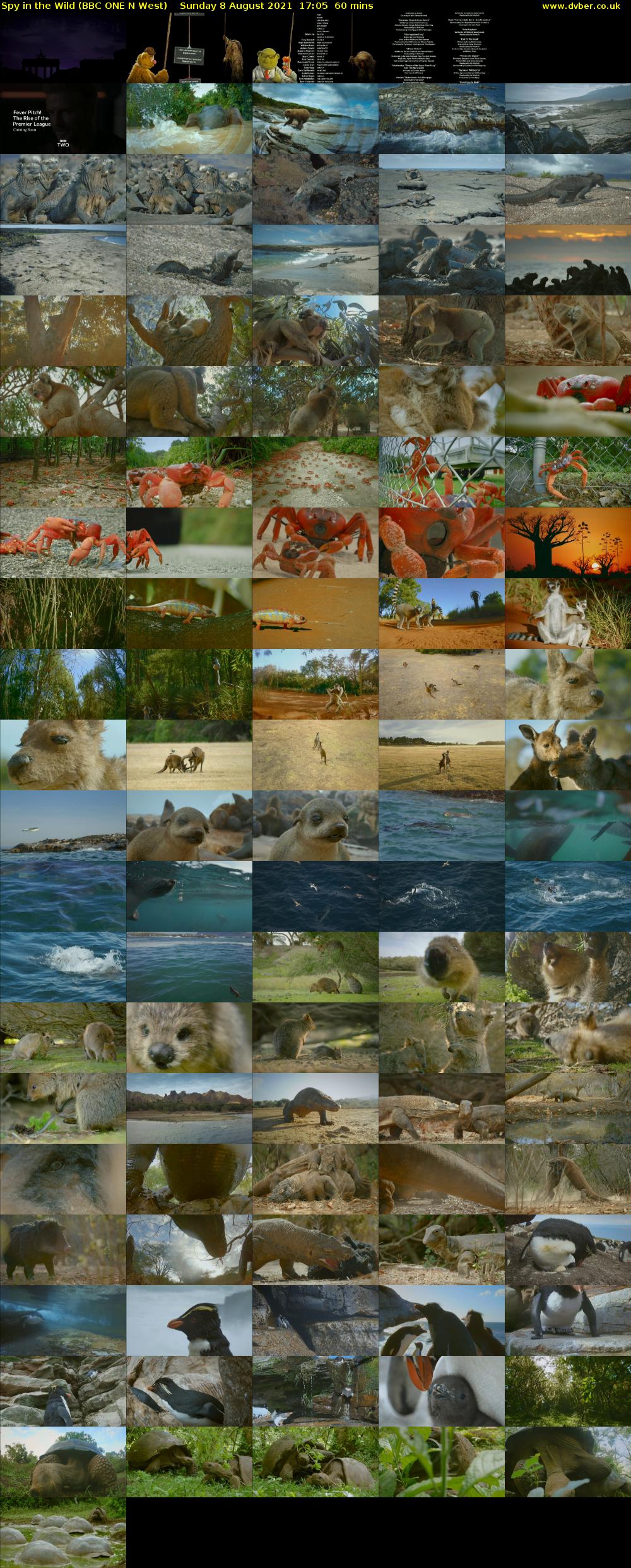 Spy in the Wild (BBC ONE N West) Sunday 8 August 2021 17:05 - 18:05