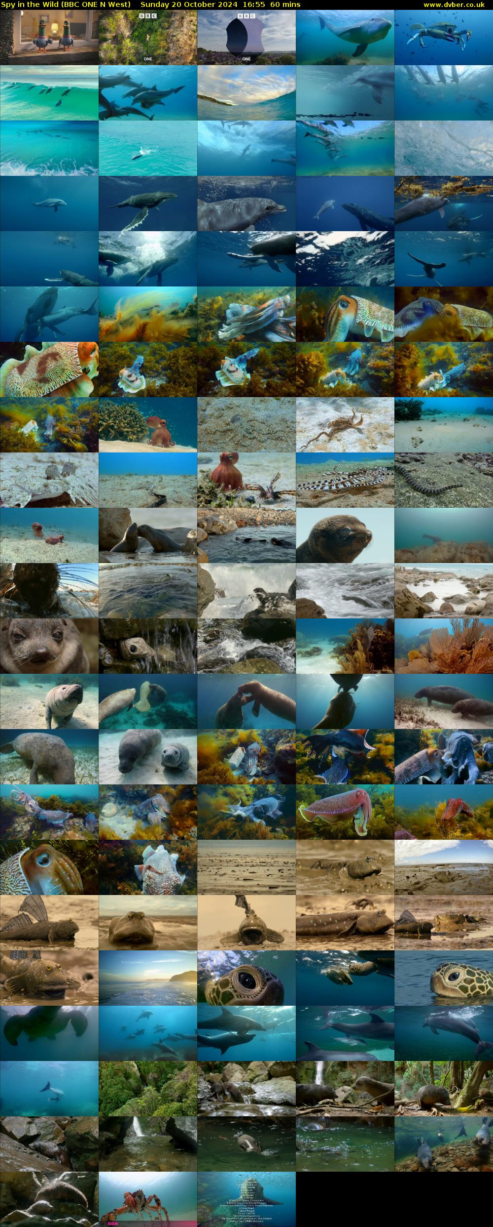 Spy in the Wild (BBC ONE N West) Sunday 20 October 2024 16:55 - 17:55