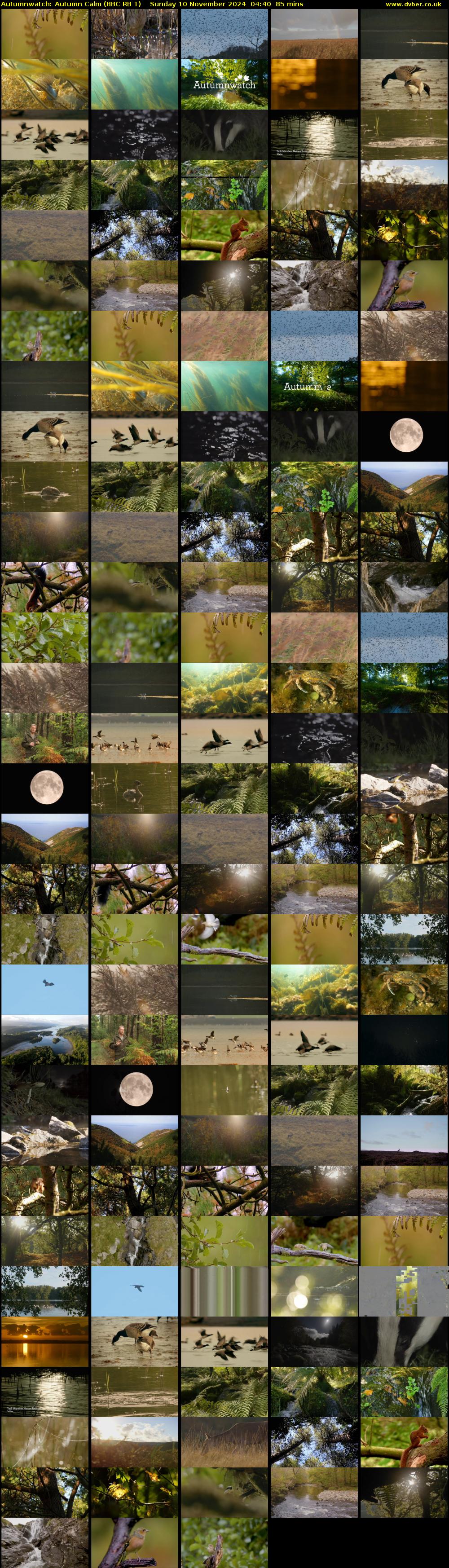Autumnwatch: Autumn Calm (BBC RB 1) Sunday 10 November 2024 04:40 - 06:05
