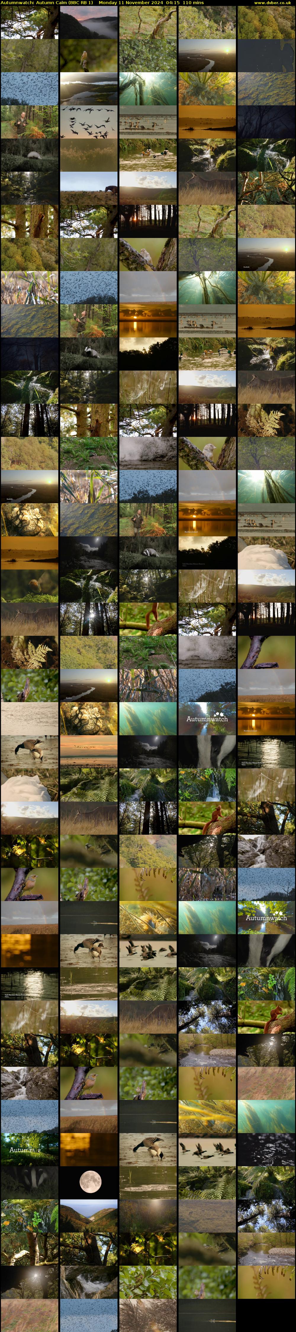 Autumnwatch: Autumn Calm (BBC RB 1) Monday 11 November 2024 04:15 - 06:05
