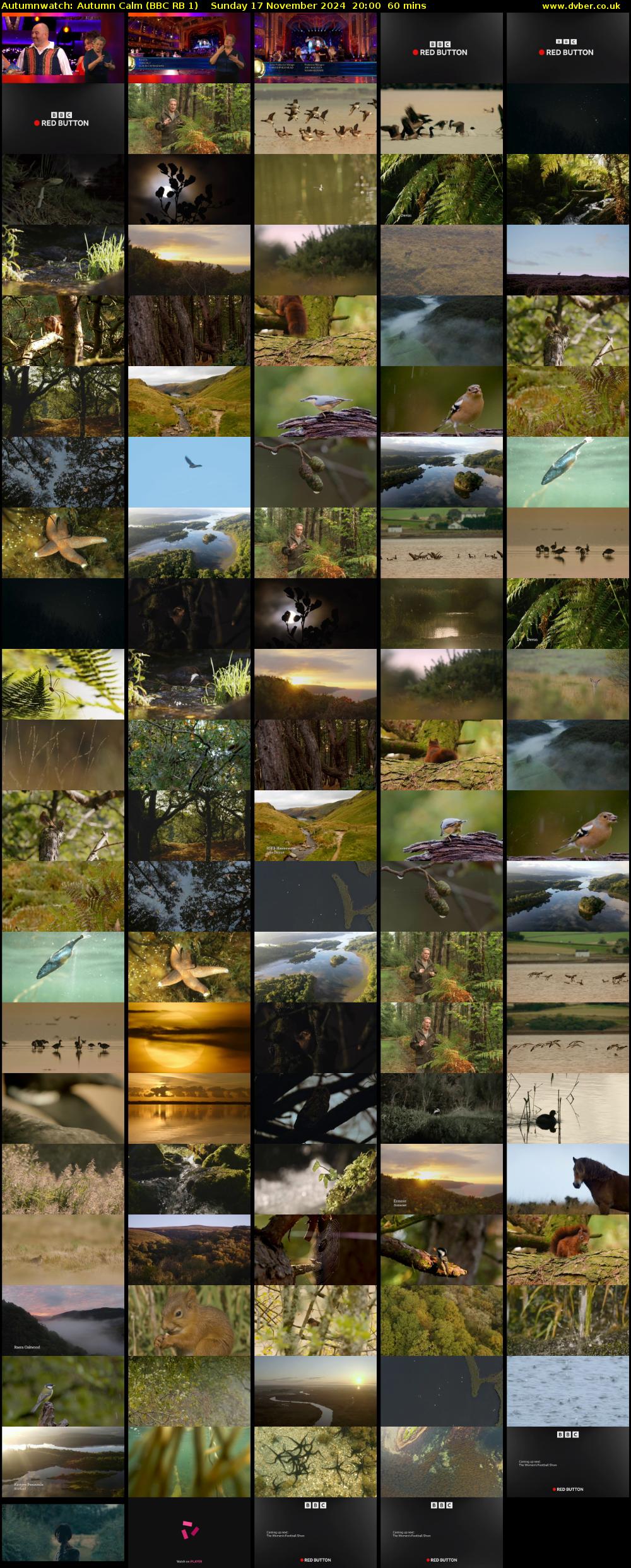 Autumnwatch: Autumn Calm (BBC RB 1) Sunday 17 November 2024 20:00 - 21:00