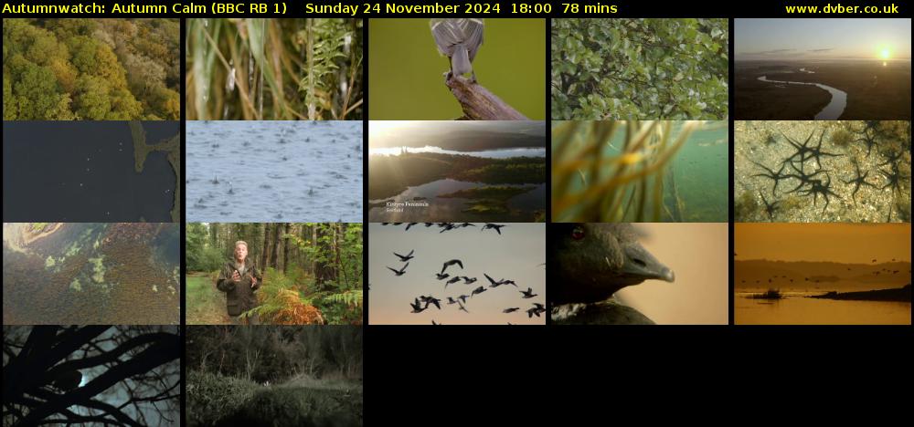 Autumnwatch: Autumn Calm (BBC RB 1) Sunday 24 November 2024 18:00 - 19:18
