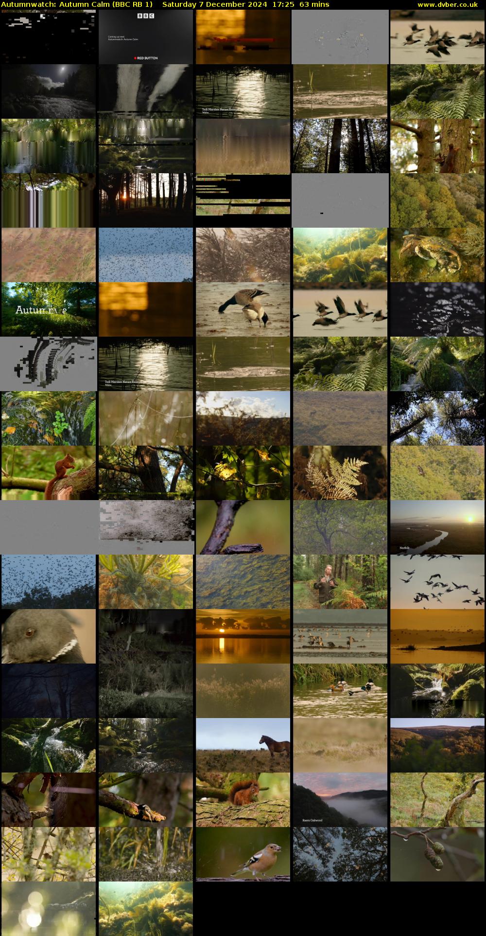 Autumnwatch: Autumn Calm (BBC RB 1) Saturday 7 December 2024 17:25 - 18:28