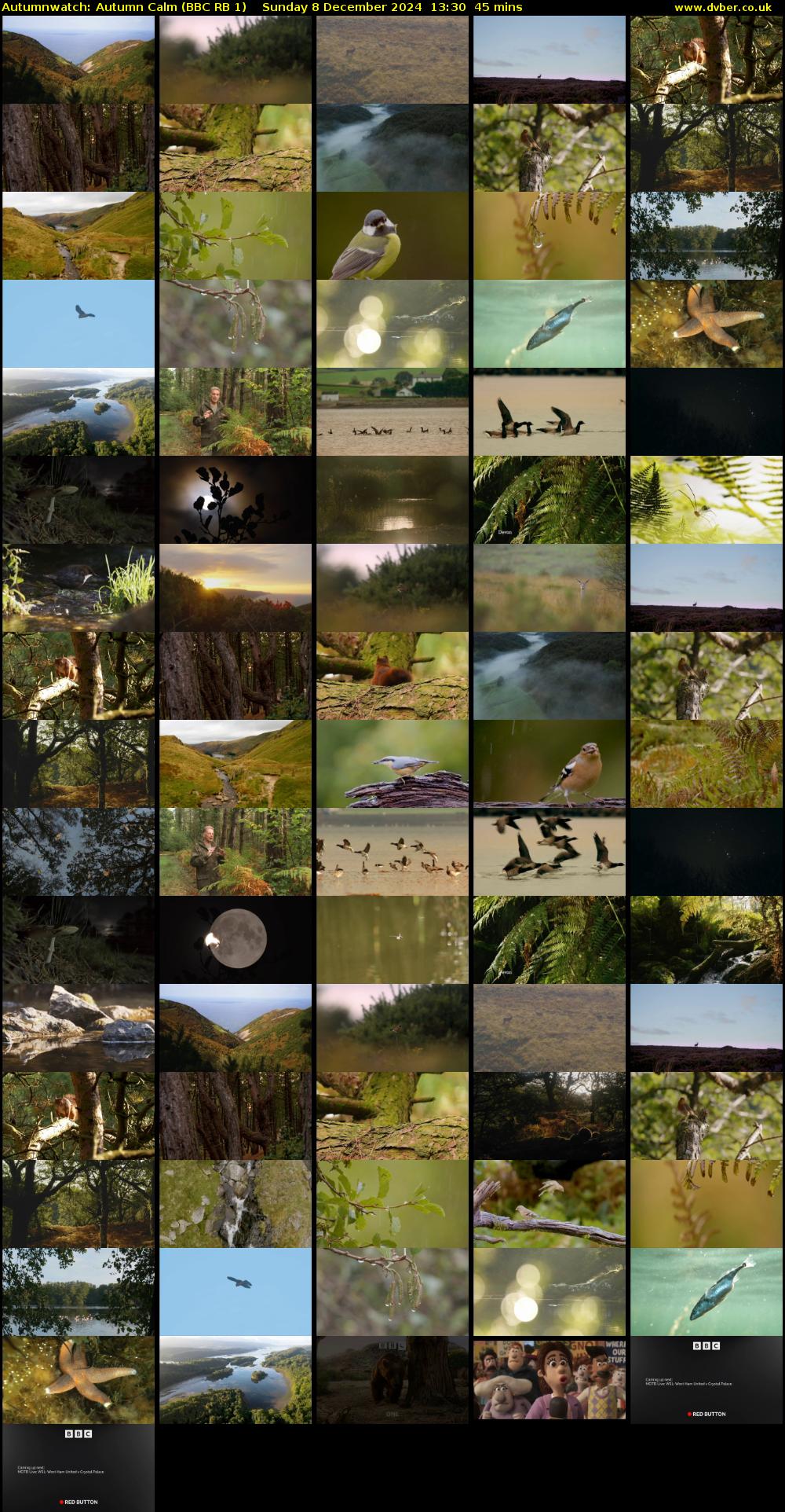 Autumnwatch: Autumn Calm (BBC RB 1) Sunday 8 December 2024 13:30 - 14:15