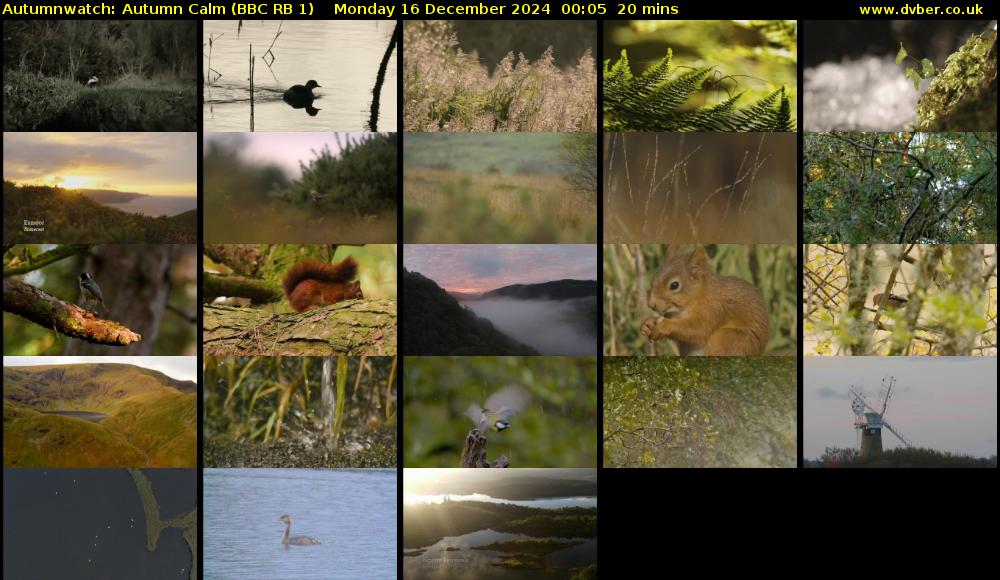 Autumnwatch: Autumn Calm (BBC RB 1) Monday 16 December 2024 00:05 - 00:25