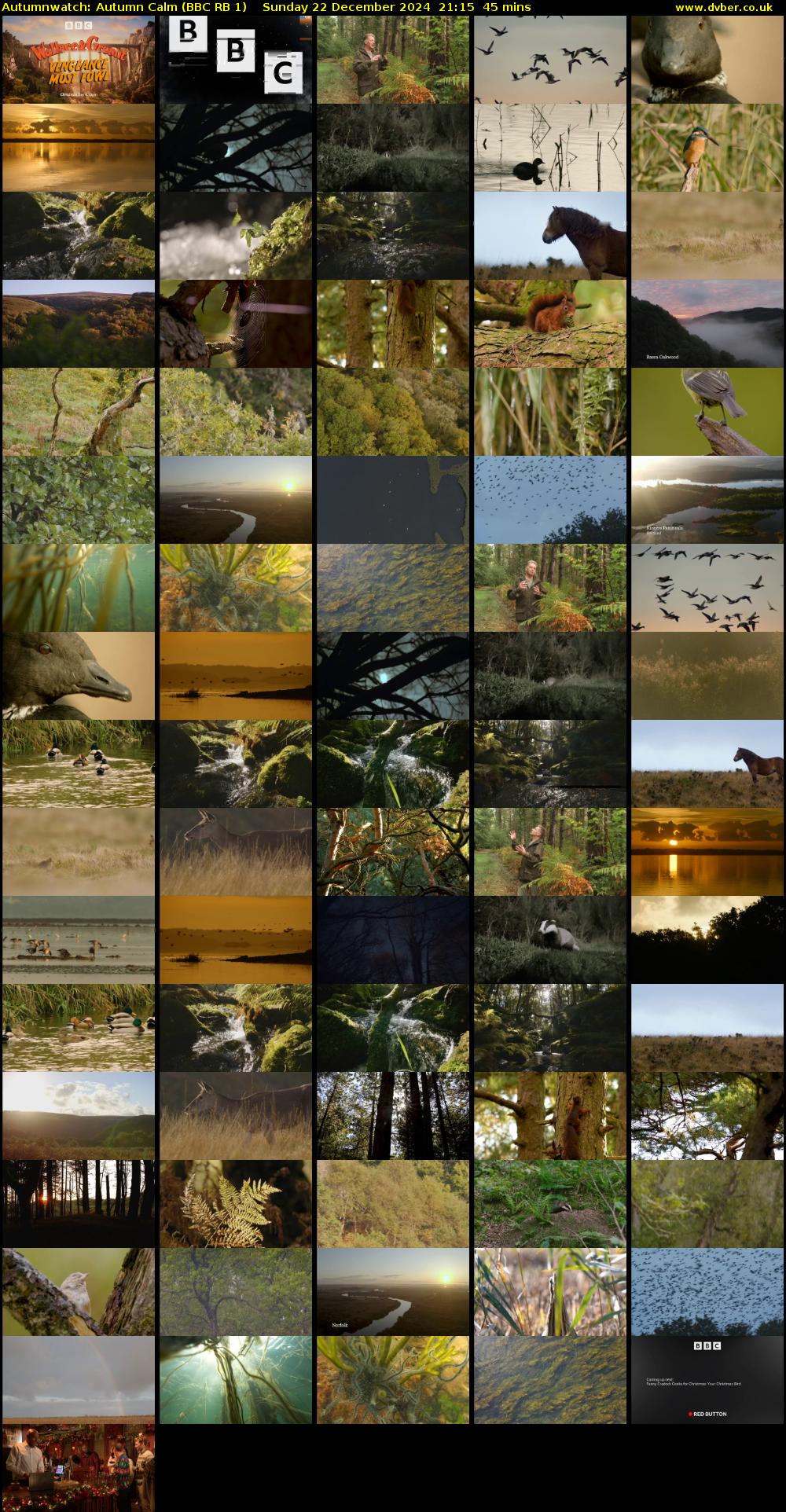 Autumnwatch: Autumn Calm (BBC RB 1) Sunday 22 December 2024 21:15 - 22:00