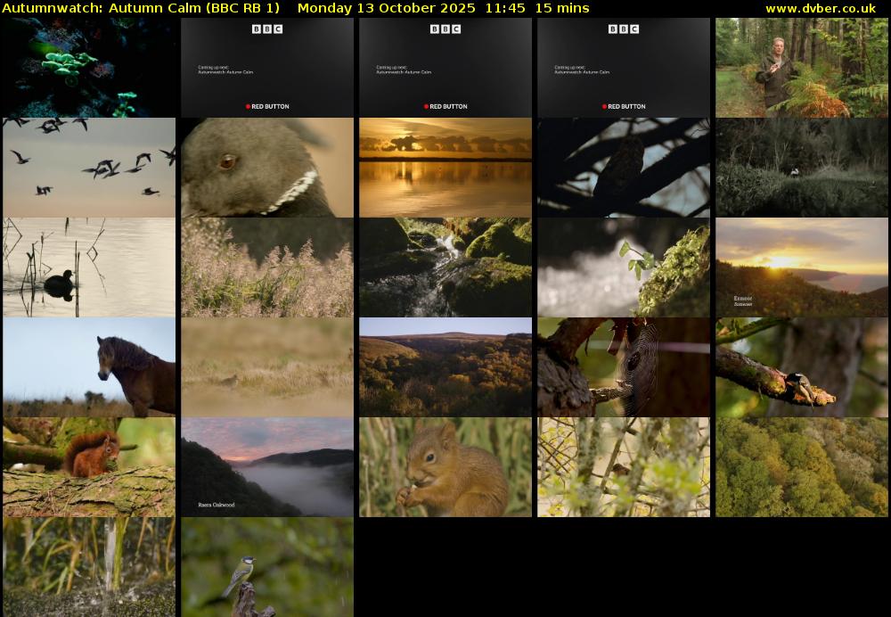 Autumnwatch: Autumn Calm (BBC RB 1) Monday 13 October 2025 11:45 - 12:00