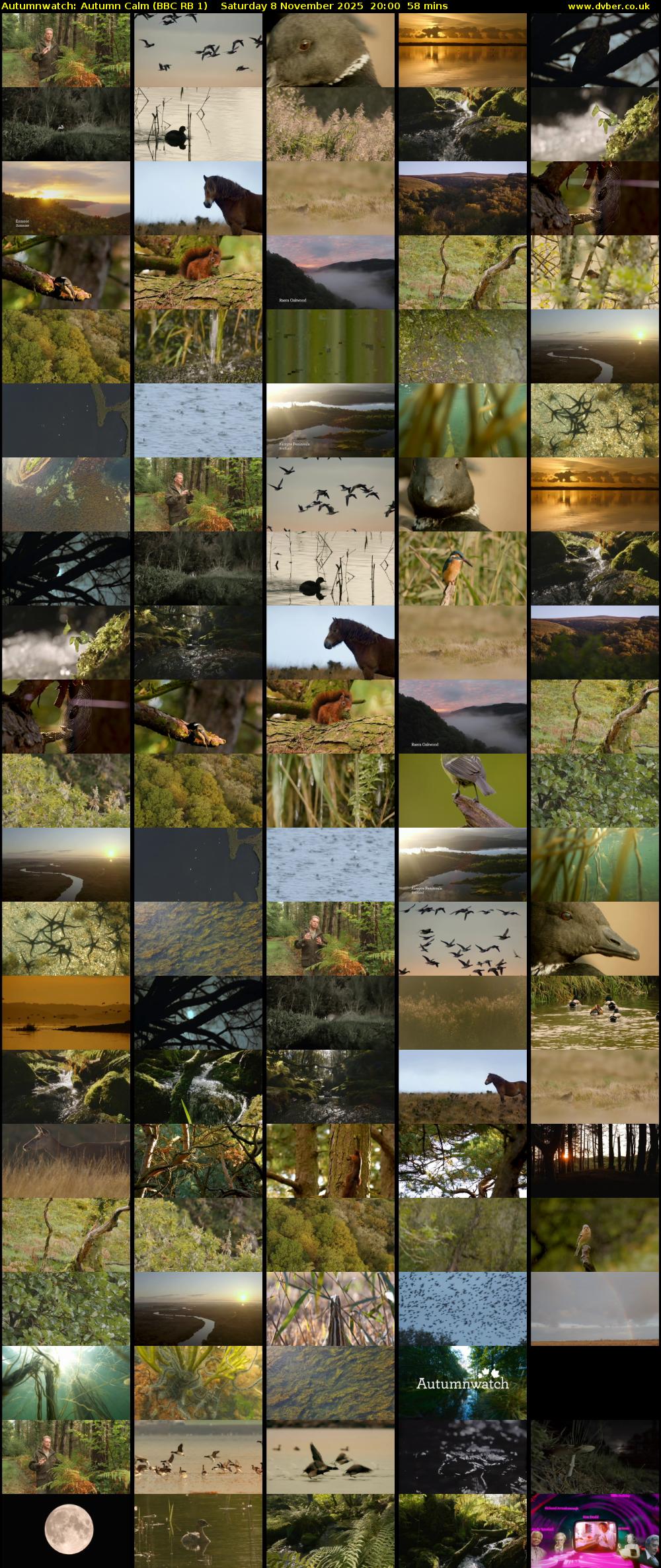 Autumnwatch: Autumn Calm (BBC RB 1) Saturday 8 November 2025 20:00 - 20:58