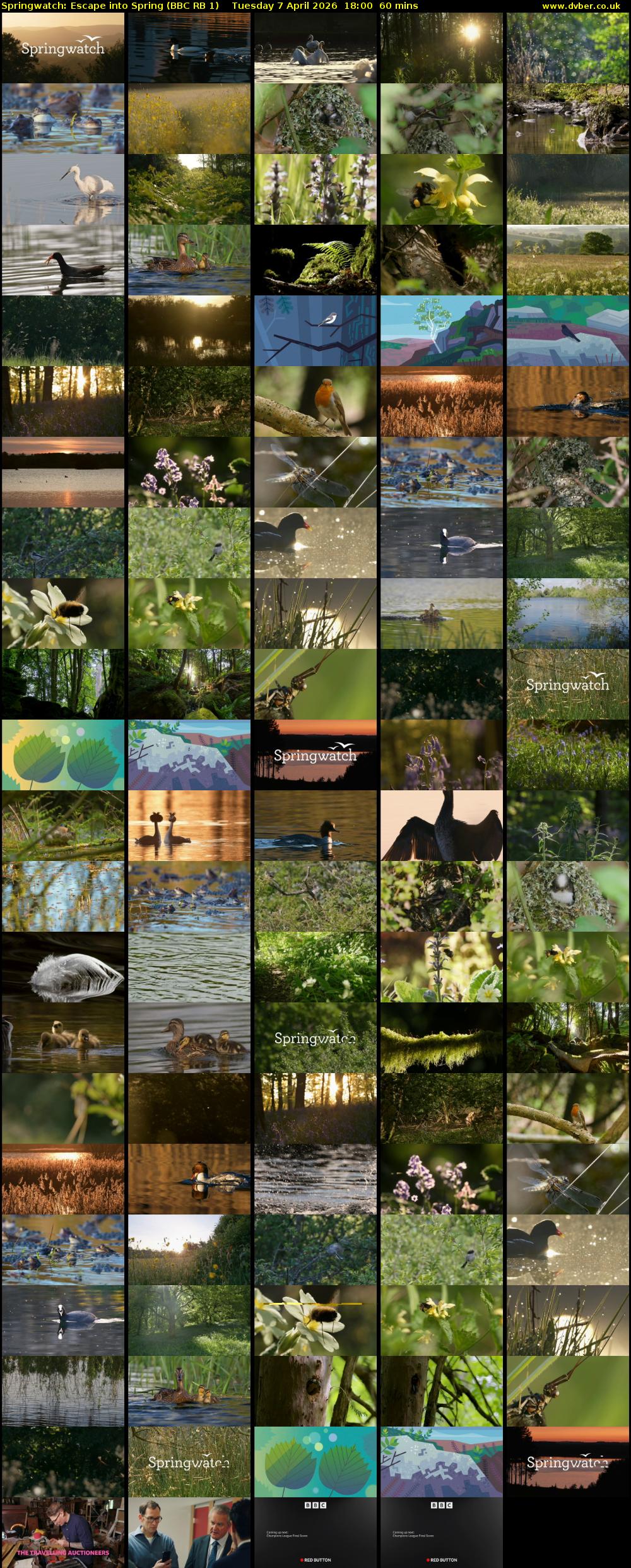 Springwatch: Escape into Spring (BBC RB 1) Tuesday 7 April 2026 18:00 - 19:00