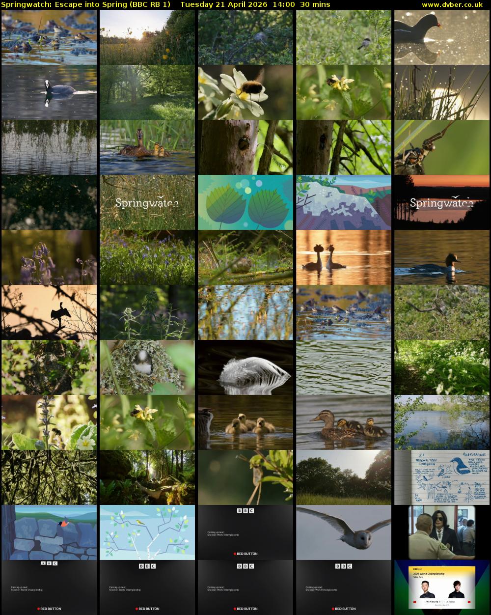 Springwatch: Escape into Spring (BBC RB 1) Tuesday 21 April 2026 14:00 - 14:30