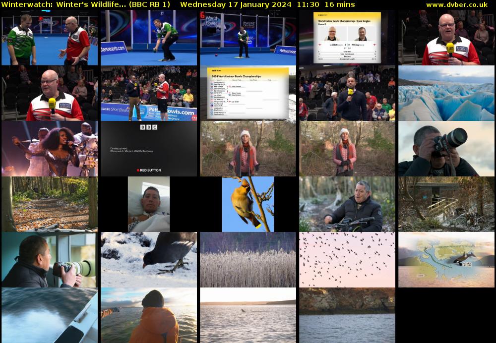 Winterwatch: Winter's Wildlife... (BBC RB 1) Wednesday 17 January 2024 11:30 - 11:46