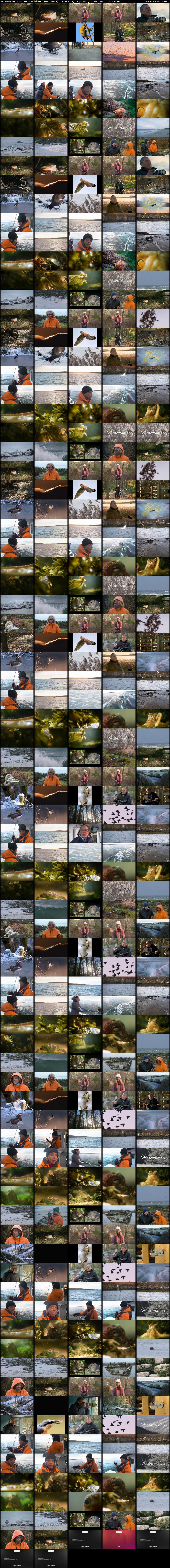 Winterwatch: Winter's Wildlife... (BBC RB 1) Thursday 18 January 2024 06:15 - 10:00