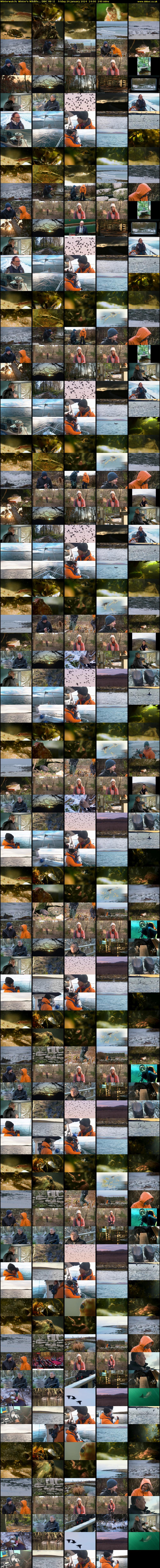 Winterwatch: Winter's Wildlife... (BBC RB 1) Friday 26 January 2024 14:00 - 18:00
