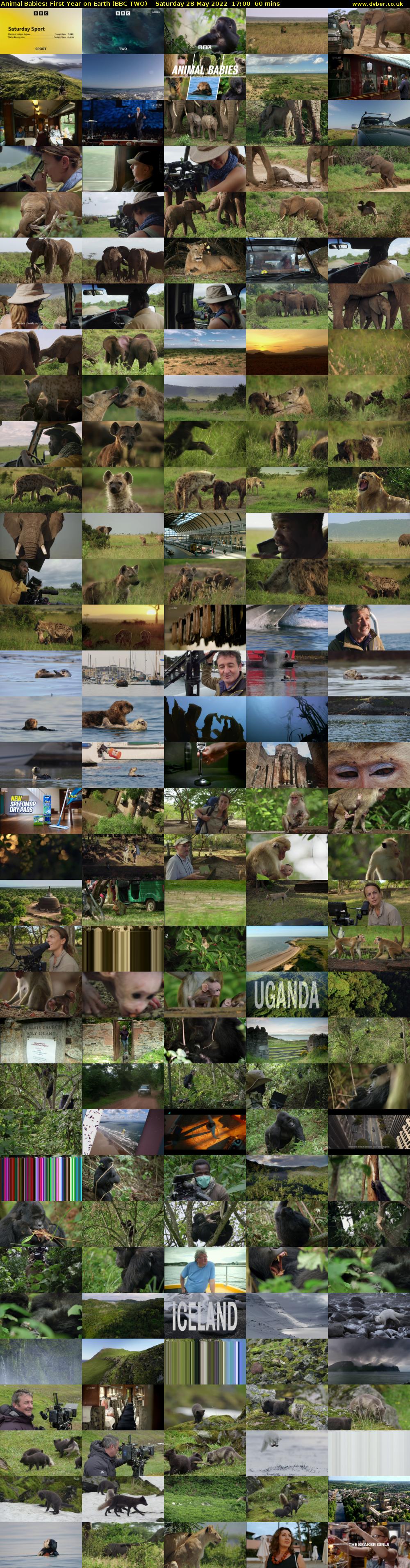 Animal Babies: First Year on Earth (BBC TWO) Saturday 28 May 2022 17:00 - 18:00