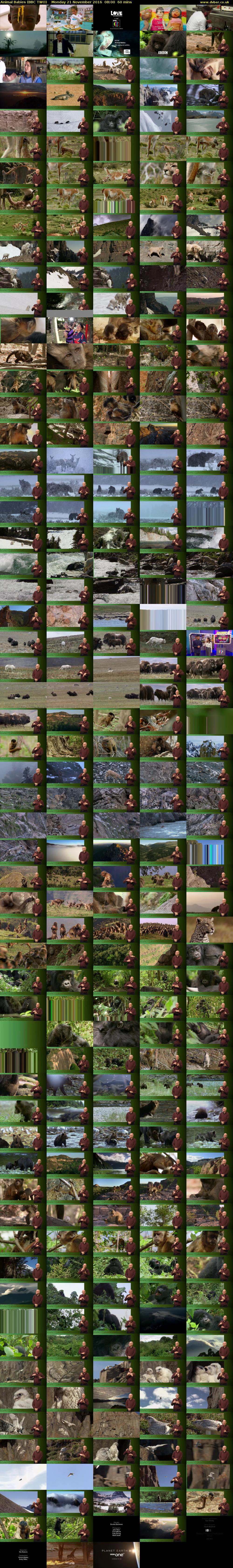 Animal Babies (BBC TWO) Monday 21 November 2016 08:00 - 09:00