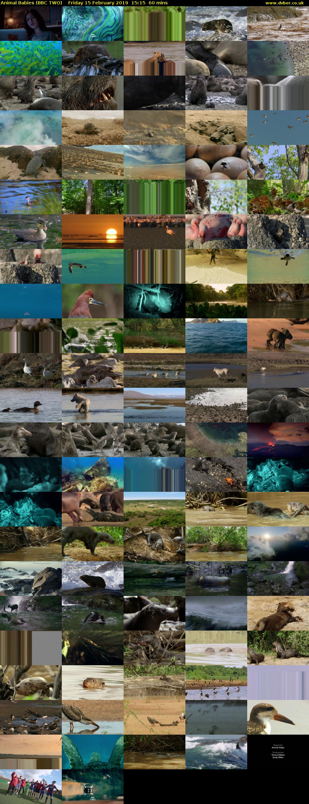 Animal Babies (BBC TWO) Friday 15 February 2019 15:15 - 16:15